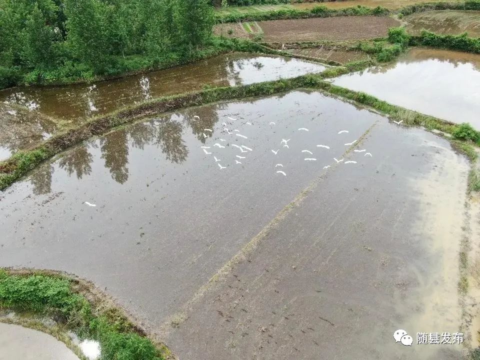 大水田有多少人口_水田植物有哪些