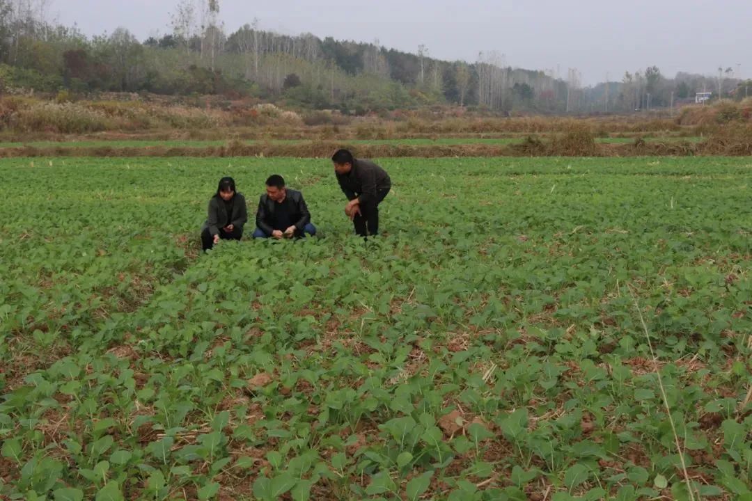 토토 사이트 순위
